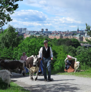 Skansen Open Air Museum and Nordic Zoo 5